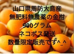 【無肥料・無農薬】山口県周防大島産 金柑900g自然栽培・皮ごと安心ネコポス発送のサムネイル