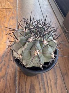 コピアポア　黒王丸X栗星玉 Copiapoa