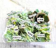 多肉植物 カット苗セット おらいさん苗入り - メルカリ