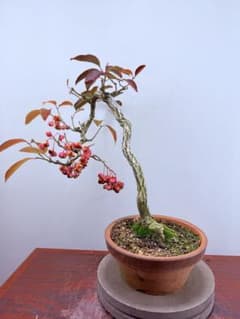 m40771580944_1.jpg?1765021039