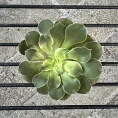 多肉植物 アエオニウム 香妃錦 カット苗 子芽付き ◎メルカリ便