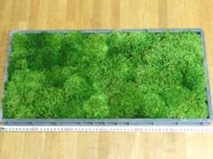 teru3様専用 コケ各種3パレット - メルカリ