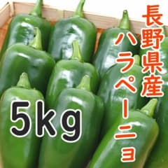 長野県産　おっきなハラペーニョ　5kg 長野県産 おっきなハラペーニョ 5kg以上 - メルカリ