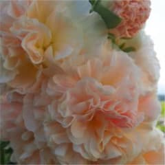 アルセア ホリホック タチアオイ種30粒以上　♡オマケ付♡のサムネイル