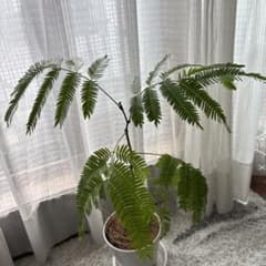 エバーフレッシュのサムネイル