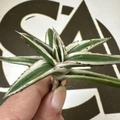 m*❗様 【アガベ チタノタ “精品氷山” 】G.SAMURAI産/BIGサイズ 656【上澳園芸】アガベ チタノタ 氷山 極上子株 - メルカリ