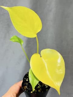 257モンステラ デリシオーサ 'Triple Yellow' 新種 - メルカリ
