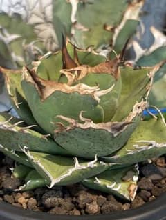 アガベ チタノタ ホワイトホーク White hawk | Buyee 通販購入サポート