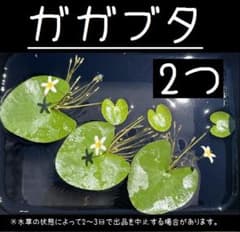 ガガブタ2株②のサムネイル