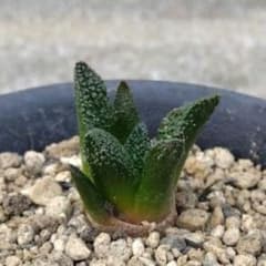 サボテン 亀甲牡丹 自家繁殖苗 実生 - メルカリ