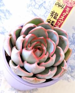 ②大きめ苗! ちょこん❣️龍鱗蓮華❣️祭囃子❣️紅染華❣️6苗メルカリ便送料込 龍鱗蓮華 札付きポットごとメルカリ便おらいさん苗ミックスベリア