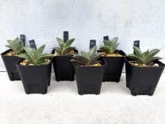 アガベ オテロイ 実生 1年5ヶ月 6株セット 抜き苗 Agave oteroi - メルカリ