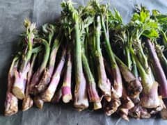 北海道産　ウド　山菜　5キロのサムネイル