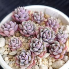 レ*ン様 リンダリンダ　札付き　群生鉢　ぼのぼのさん苗　抜き苗 リンダリンダ ぼのぼのさん苗 抜き苗 小苗 多肉植物 寄せ植えにも