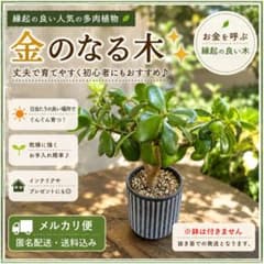金のなる木】縁起の良い人気多肉植物♪ インテリアにも◎ 3.5号サイズ