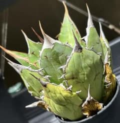 特価！アガベチタノタオアハカ産オテロイ（極上株）超S級superオアハカ