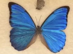 Morpho butterfly (Uramojitateha) specimen, butterfly frame, antique.