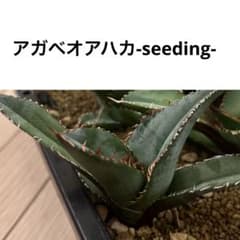 送料込みアガベ オアハカ実生ヤバ株の子株1 アガベオアハカオテロイ実生 1株21 - メルカリ