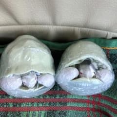 バンダイ　ガチャガチャ亀のサムネイル