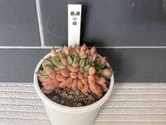 【札つき】小蝶　綴化　ぼのぼのさん苗　ポットごと発送 札つき】小蝶 綴化 ぼのぼのさん苗 ポットごと発送 - メルカリ