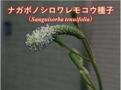 ナガボノシロワレモコウ種子　第四種郵便発送のサムネイル