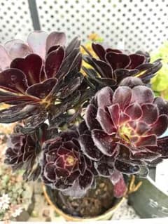 多肉植物 黒法師のサムネイル