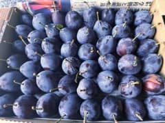 生プルーンのサムネイル