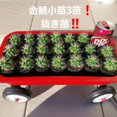 サボテン 金鯱小苗3苗❗抜き苗‼️ - メルカリ