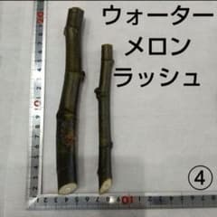 ④◇イチジク穂木2本◇ウォーターメロンラッシュ④【親木の写真あり