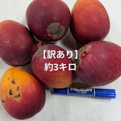 【訳あり】宮崎県産完熟マンゴー　約3キロのサムネイル