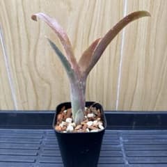 #19 Billbergia 'Tequila Sunset'のサムネイル