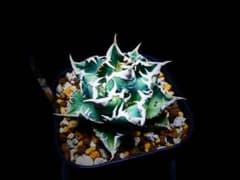 アガベ　チタノタ　白豪刺のサムネイル