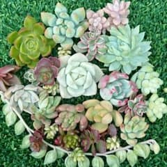 多肉植物 ①カット苗 セット 詰め合わせのサムネイル