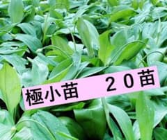 行者にんにく苗　　極小苗　２０苗　　　SS－105のサムネイル