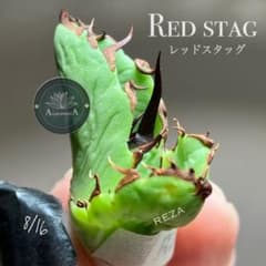 レ*君様 オークション【匿名配送】①初出品 イラン アガベ REZA産 Red