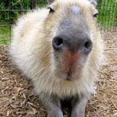 ゆん様専用のサムネイル