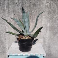 アガベ シルバーサーファーのサムネイル