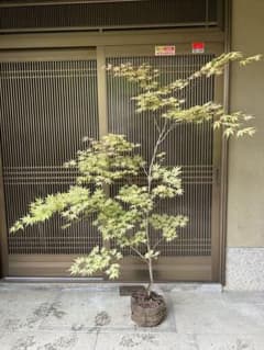 迫力がある一点もの　⭐️ 赤鴫立沢モミジ　⭐️ 葉色の変化を楽しむのサムネイル