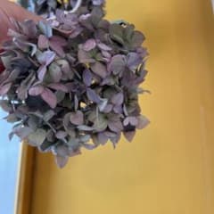 紫陽花　ドライフラワー　秋色アジサイ　花材のサムネイル