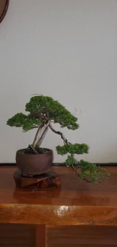盆栽　真柏　 古木感上々 風情ある模様木 貴風盆栽　 糸魚川真柏　中型盆栽 盆栽 真柏 古木感上々 風情ある模様木 貴風盆栽 糸魚川真柏 中型盆栽