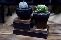 willing plant pedestalのサムネイル