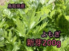 よもぎ ヨモギ 200g 採取から24時間以内発送②のサムネイル