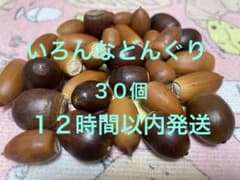 いろんなどんぐり 30個のサムネイル
