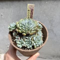 小人の渚　札付きのサムネイル