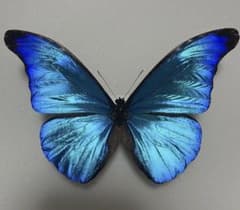 【ギラギラの野外天然個体！】 レテノールモルフォ 標本 モルフォ 蝶の標本 ギラギラの野外天然個体！】 レテノールモルフォ 標本 モルフォ 蝶の