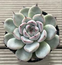 ブルーベリームーン 多肉植物 ミックスベリア - メルカリ