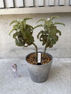 カランコエ 仙女の舞 鉢植え 多肉植物のサムネイル