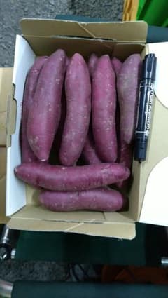 さつまいも　フクムラサキ　約1.5Kg 送料込みのサムネイル
