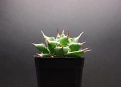 アガベ 海王 20 チタノタ オテロイ