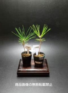 三河黒松2点セット MSK7018 三河黒松 四国黒松 幼苗 現品2本セット 黒松 盆栽 盆栽素材